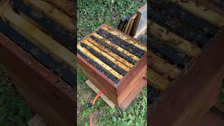 Hive beetle trap shorts beekeeping bees