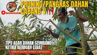 PRUNING/PEMANGKASAN DAHAN DURIAN CABANG KEATAS|Tips agar dahan durian seimbang ketika berbuah lebat