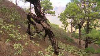 Wild Spain: Caldera de Taburiente (La Palma) Part 1