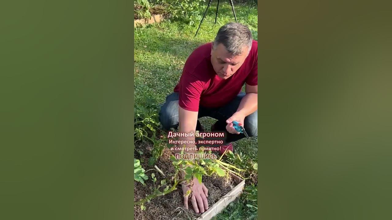 Дачный агроном картофель. Дачный агроном. Дачный агроном картофель. Дачный агроном картофель. Дачный агроном посадка картофеля.