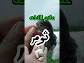 الثوم علاج جميع أمراض الطيور Olpigeon Kabouter Birds Ab طيور Bird طيور السطح العراقي الحمام 