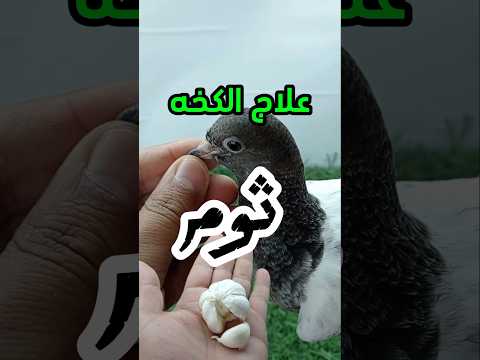 الثوم علاج جميع أمراض الطيور     طيور  طيور السطح العراقي الحمام