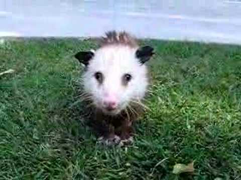 Opossum Bob eating, Animal Advocates, Mary Cummins