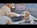 Golden Retriever Puppies Play Non-Stop 🐶 - Daisy + Duke Days 30-32