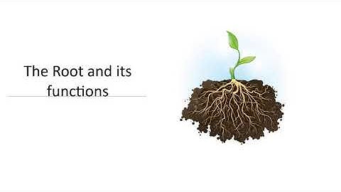 Class 4th Environmental Science - The root system and its functions