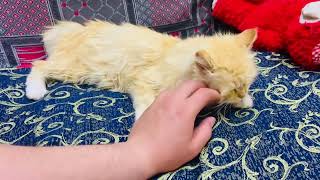 Playful Moments: Petting Yellow Cinderella Cat