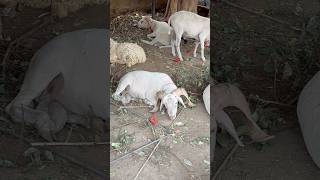 Jama Masjid. BAKRA Mandi 2026 || Qurbani Ke Bakre #shorts #bakramandi