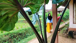 Pesona Gadis Desa Yang Rajin Mengaji, Suasana Pagi di Kampung Yang Tenang || Pedesaan Sunda