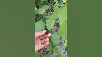 Công dụng của cây cối xay #caythuocquy #caythuocnam #câythuốcnam