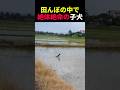 田んぼの中で絶体絶命の子犬 #動物 #ペット #かわいい #癒し #animals #犬