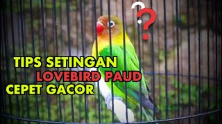 Tips setingan perawatan lovebird paud agar cepet gacor