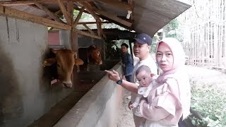 Download Lagu FIRST TIME BRINGING BABY TOMATO LOOKING FOR A COW FOR QURBAN 😱 MP3