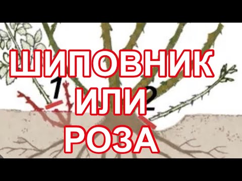 КАК ОПРЕДЕЛИТЬ ЭТО У ВАС РОЗА ИЛИ ПОРОСЛЬ ШИПОВНИКА?