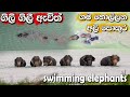       a bunch of elephants that scare the villagers swimming attack