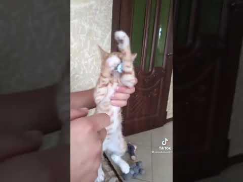 Видео: Почему мой кот не хисс?