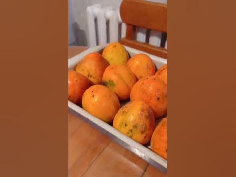 дозревает хурма бычье сердце - YouTube