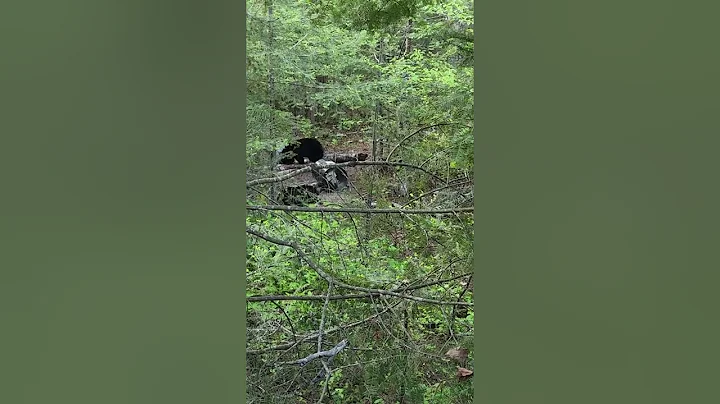 Another video of 2022 Taggert Bay Hunt by Louis He...