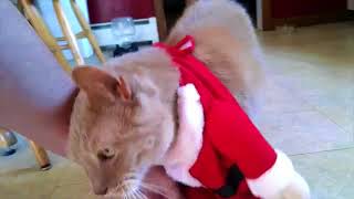 Cat Dreseed As Santa Does Can Can Dance