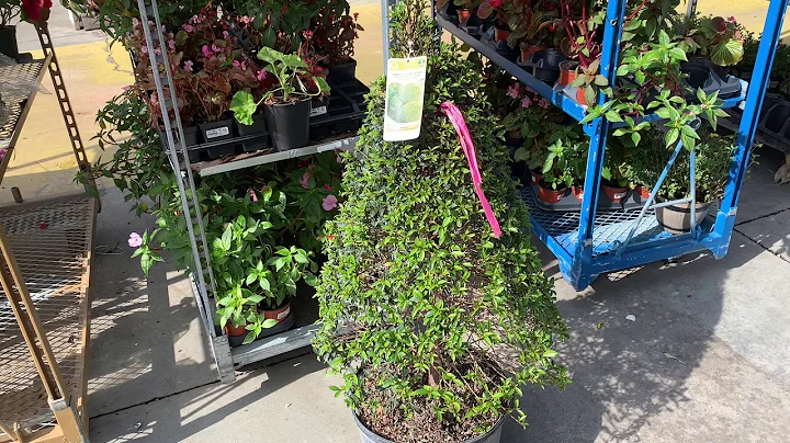 Topiary Eugenia Globulus