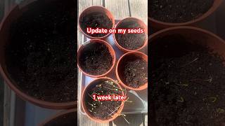 Some Sprouted… Some Didn’t—But Growth Is Still Happening #gardening #growning #sowandgrow #garden