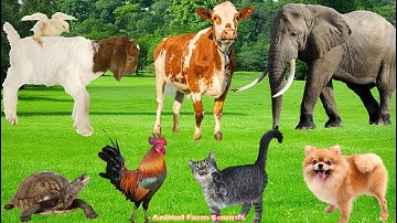 Beautiful Animal Moments: Sheep, Dog, Cat, Elephant, Cow, Chicken, Horse - Animal Video