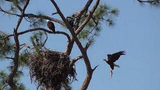 SWFL Eagles_ "Breakfish" & A Peek At The E's As H & M Patrol The Area 02-09-21