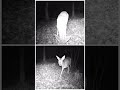 Roe deer  -  Chevreuil  -  Reh  -  Caprioli#shorts