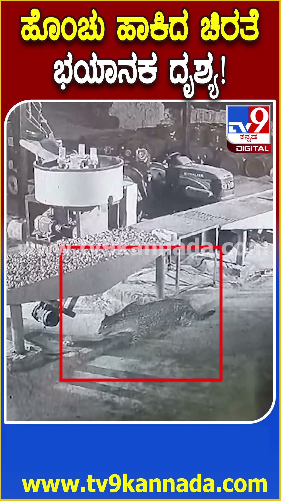 ಹೊಂಚು ಹಾಕಿದ ಚಿರತೆ ಭಯಾನಕ ದೃಶ್ಯ! #Leopard #Tv9D