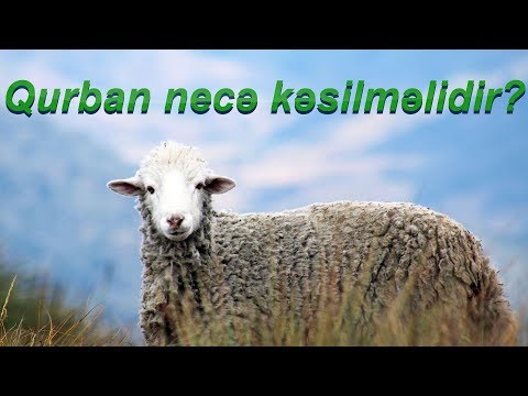 Qurban necə kəsilməlidir?