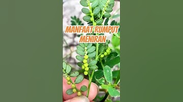 Manfaat Rumput Meniran