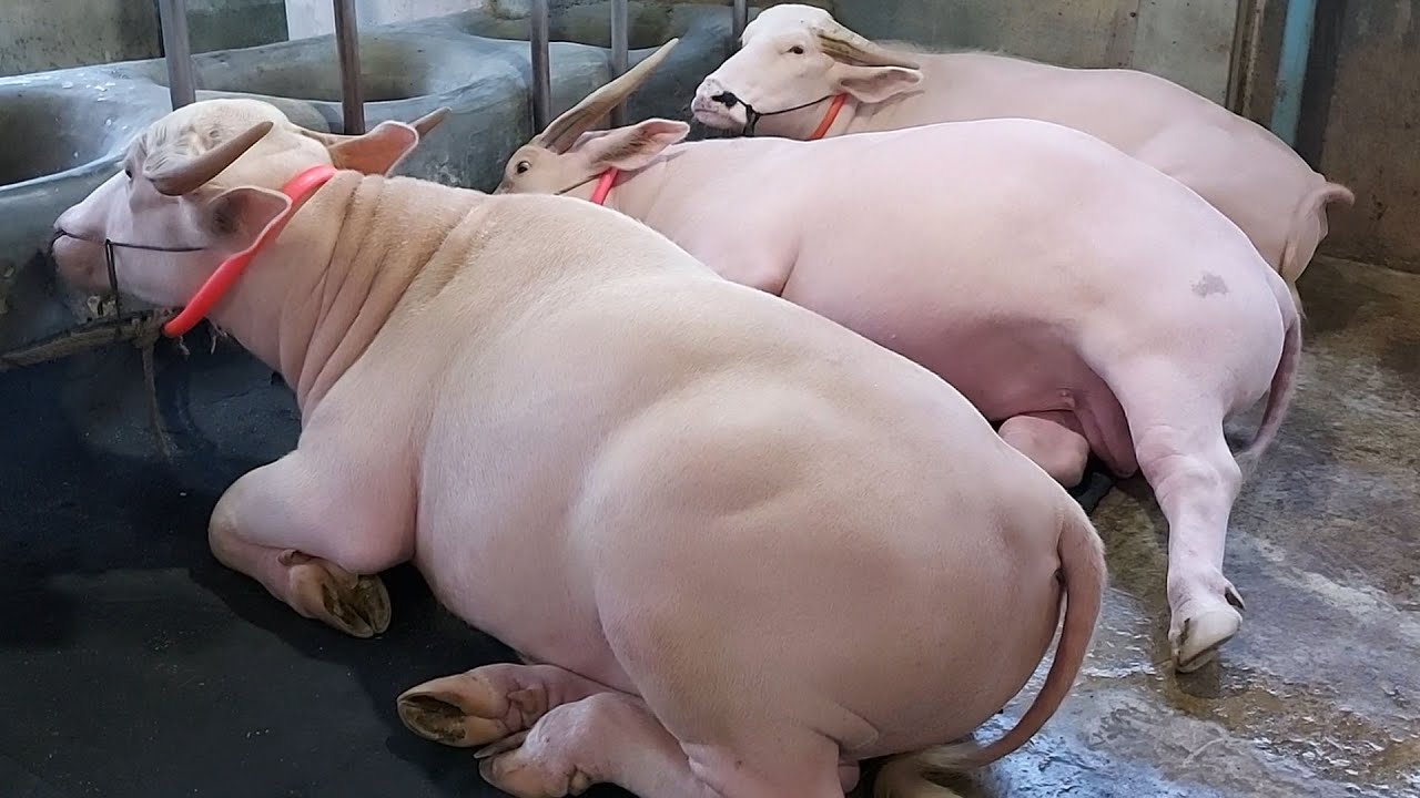 Exclusive Pink Color Albino Buffalo Farm | Sadeeq Agro | Pink Buffalo | Biggest Buffalo Collection