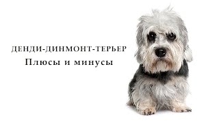 ДЕНДИ ДИНМОНТ ТЕРЬЕР Плюсы и минусы Dandie Dinmont Terrier