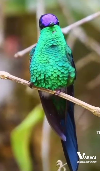 suara burung Kolibri Brazil#viralshorts #shorts #viral