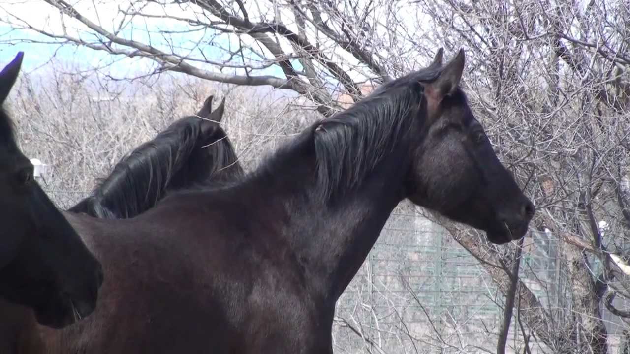 The Power Of The Herd A Nonpredatory Approach To Social