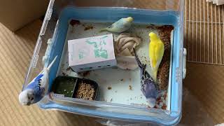 セキセイインコ  パイド  オパーリン  ルチノー レインボー