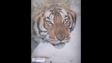 مع كل مذبحة تجد ولا جواب سوى العويل اناشيد اسلامية Youtube حالات Whatsapp 