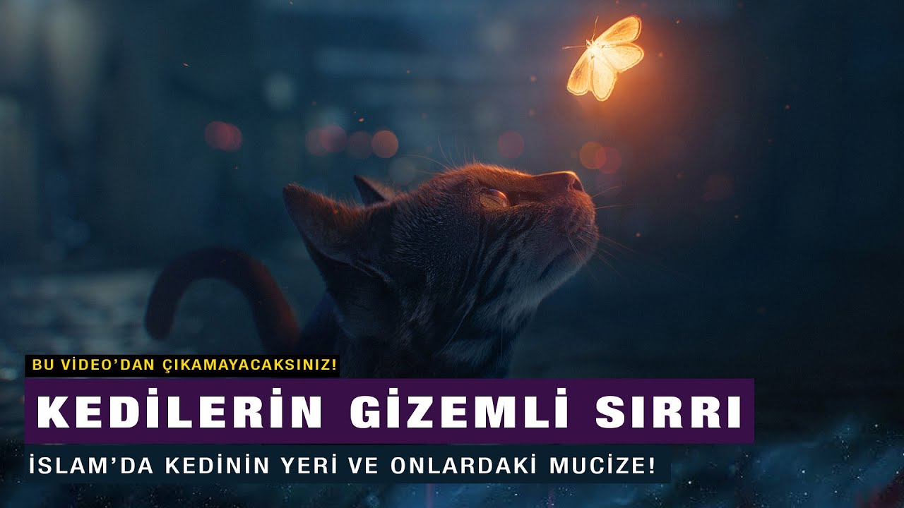 Hz Muhammed Neden Kedileri Severdi Neden Kedi Beslemeliyiz Kedilerde Ki Mucize Nedir Youtube