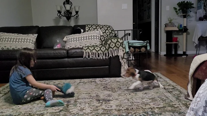 Puppy Beagle playing with Laura