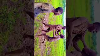 wrestling training ground Uganda, ekigwo Kya bumbash screenshot 4