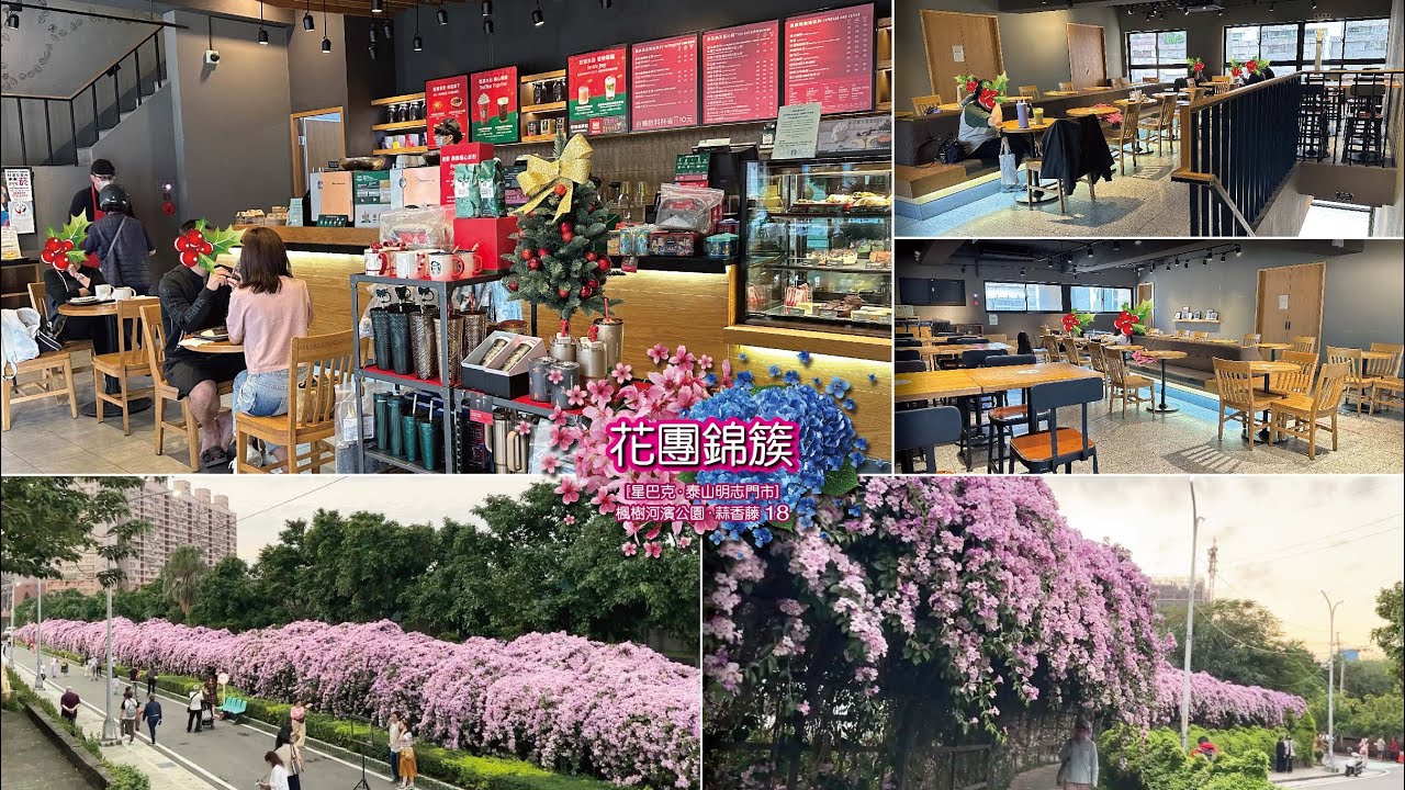 [星巴克·泰山明志門市]＋[楓樹河濱公園·蒜香藤] 兒時回憶滿滿 | 新北市 泰山 | 2025.11.24拍攝 | 20251205 Candy Studio 糖果屋