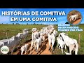 HISTÓRIAS DE COMITIVA EM UMA COMITIVA - BEZERRO RECÉM NASCIDO