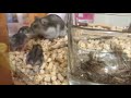 1【赤ちゃん走り出してママ大変】生後10日目〜19日目