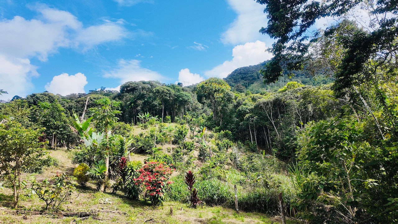 [FOR SALE] 22.5-Acre Pristine Eco-Paradise in San Carlos, Antioquia, Colombia – Private Springs  🇨🇴
