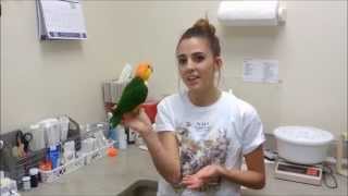 White bellied caique Personality & Behavior