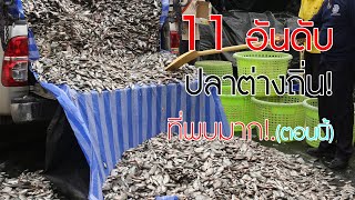 11 อันดับ ปลาต่างถิ่น พบมากที่สุด ในธรรมชาติประเทศไทย (ตอนนี้)