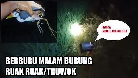 BERBURU||BURUNG RUAK -RUAK MENGGUNAKAN TANGAN KOSONG