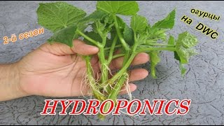 гидропоника 2-й сезон посадка огурца на dwc гидропоника 2-й сезон посадка огурца на dwc