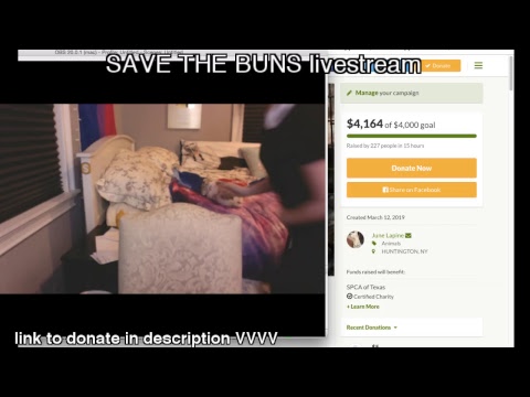 reading political children's books to you + SAVE THE BUNS charity stream - Streamed live on Mar 12, 2019