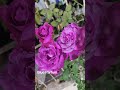 Roseira Blue Parfum #fypシ #flowers #roseiras#garden