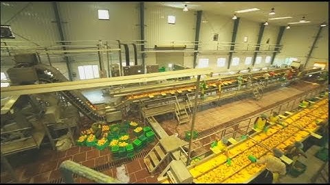 Mango Pulp Processing Plant